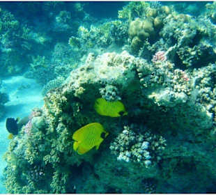Schnorcheltour El gouna & Delfin Tour Hurghada