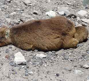 Stoney Point African Penguin Breeding Colony