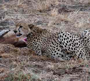 Gepard