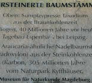 Millionen Jahre alte versteinerte Baumstämme