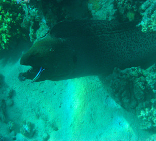 Sowas findet man hier unter Wasser