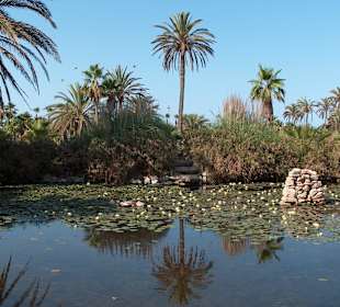 Palmen wachsen in den Himmel!?