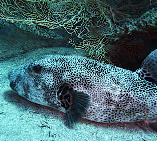 Riesenkugelfisch