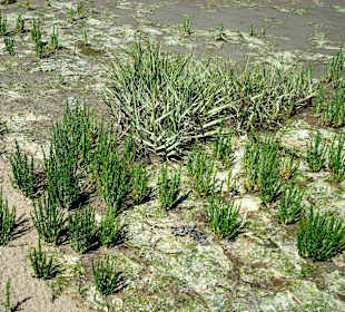 Landgewinnungszone im Wattenmee