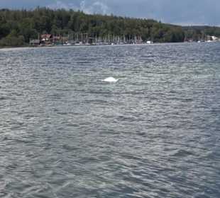 Schifffahrt zur Roseninsel