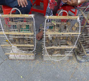 Vögel zum Kaufen, Freilassen Karma verbessern