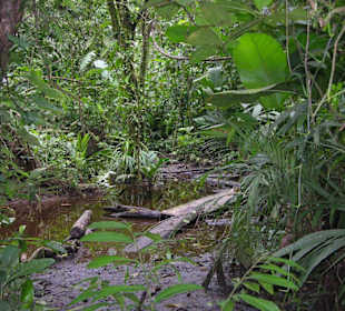 Urwald Tortuguero Nationalpark