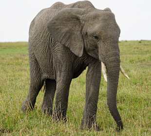 Elefant