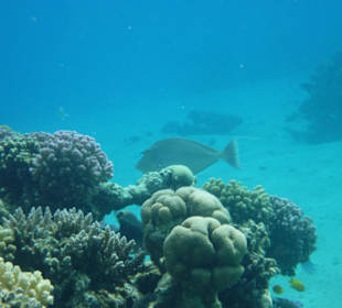 Kurznasen Doktorfische