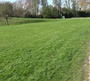 Historische Platanenallee im Unteren Schloßgarten