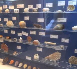 Naturhistorisches Museum