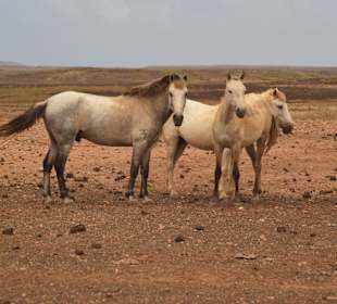 Stadtrundfahrt Sal Rei