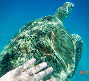 Иногда удается погладить