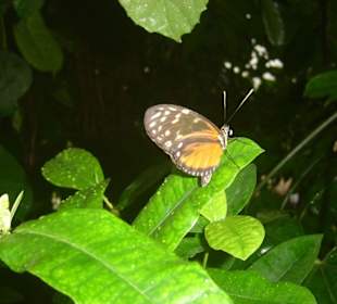 Im Schmetterlingshaus