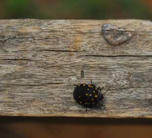 Tiere im Iguazu Nationalpark Argentinien