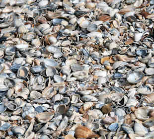 Muscheln am Strand
