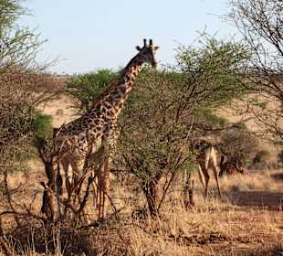 Tsavo East and West National Park