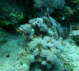 Flamenco Beach & Resort - quseir - Red Sea - Egypt