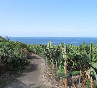 Durch die Bananenplantagen