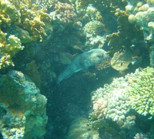 Schnorcheln Abu Dabab