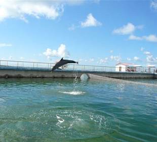 Delfinarium