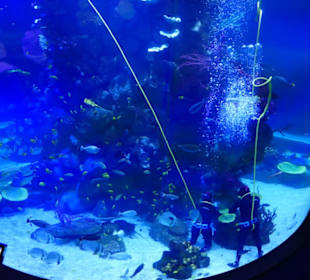 Poema del Mar Aquarium