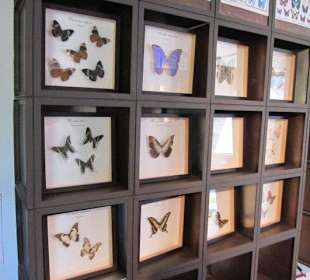 Das Schmetterlingshaus Villa Garzoni