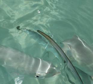 Ein hungriger Fischschwarm in der Nähe des Strandes 