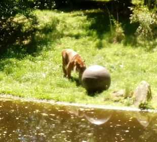 Tiger spielt Ball