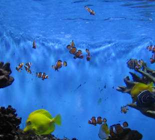 Nemos...