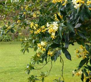 Palheiro Gardens
