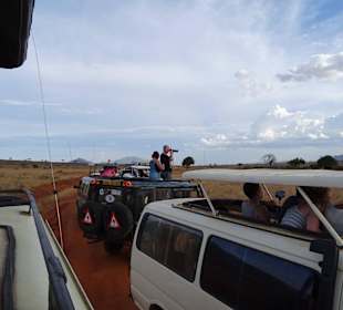 Ein Löwe wurde gesichtet