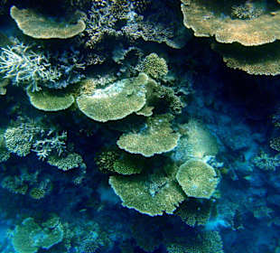 Hausriff von Lily Beach