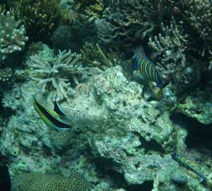 Verschiedene Fischarten