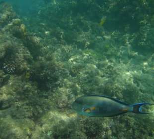 Unterwasseraufnahme am Strand
