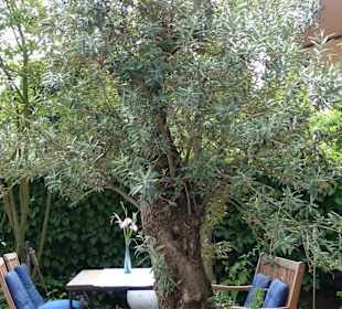 Plätzchen unter dem Olivenbaum