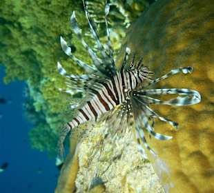 Lionfish
