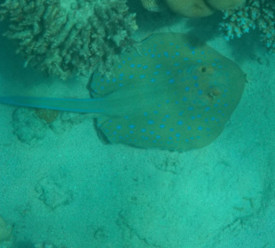 Schnorcheln Sharm el Sheikh