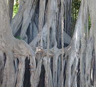 Botanischer Garten Vallehermoso