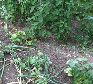 Interkultureller Gemeinschaftsgarten