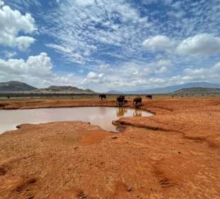 Durstig im Tsavo Ost
