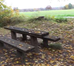 Naturdenkmal Mammutbaum