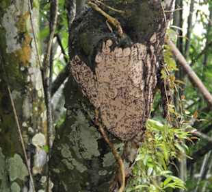 Insektennest bei der Kanutour
