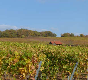 Herbst im Weinberg von Wipfeld