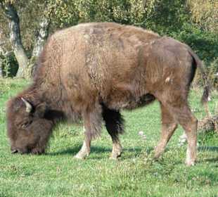 Hochwildschutzpark: grasendes Bison