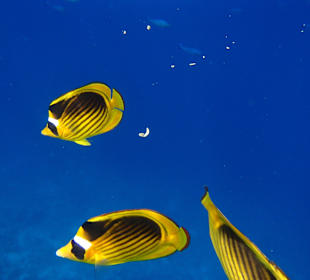 Postgelb aber viel schneller