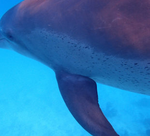 Einmalie Erlebnisse mit Mo´s Delfinen