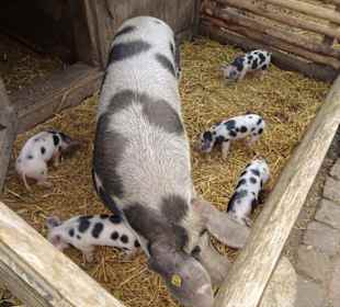 Bentheimer Schweine im Freilichtmuseum