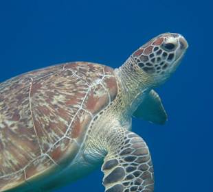 Schildkröte