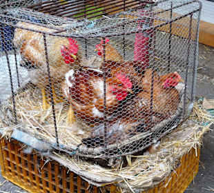 Impressionen aus der Mercado do Bolhão